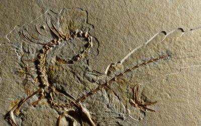 The 11th skeleton of Archaeopteryx