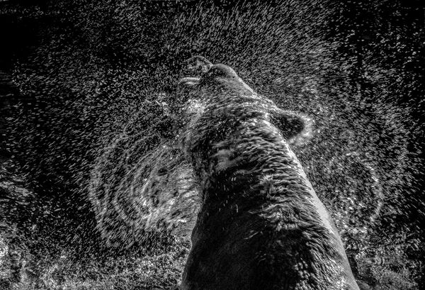 Splash of polar bear thumbnail