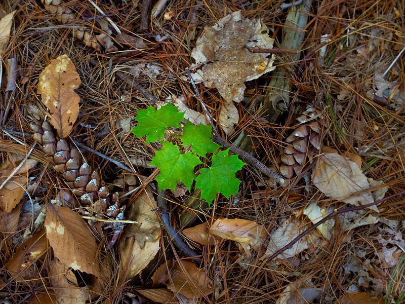 maple tree sprout