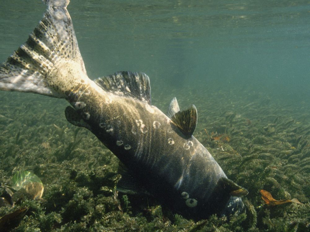 Dead chinook salmon