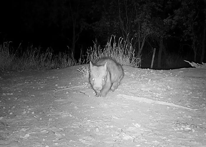 Black and white photo of a stocky marsupial walking across the ground