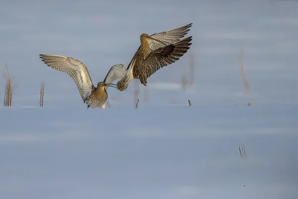 Curlew Display thumbnail