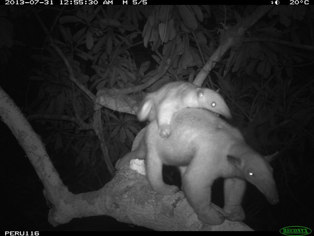 A nighttime camera trap photo of a tamandua walking across a branch in the rainforest canopy with its baby on its back.