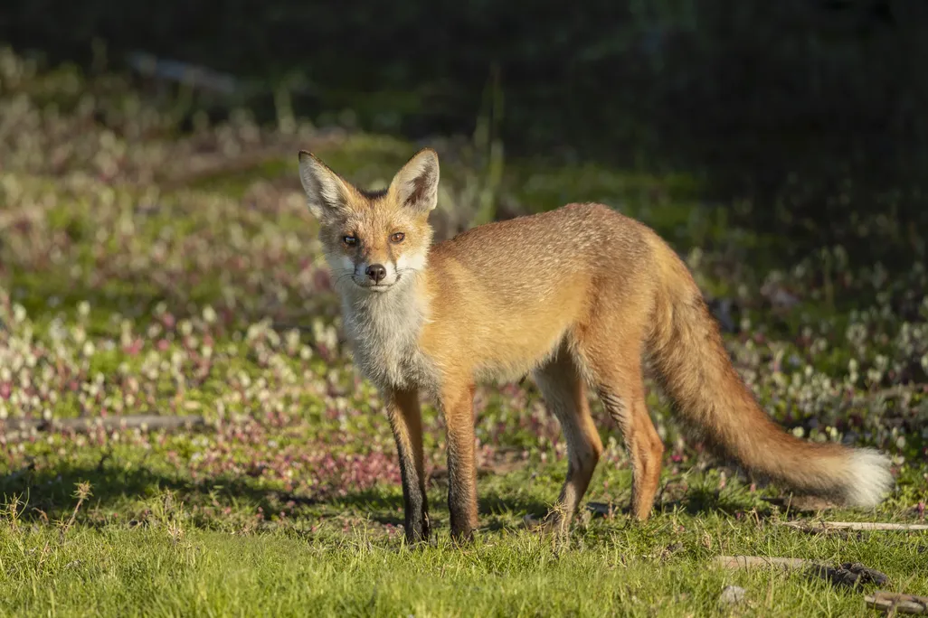 A feral fox in Australia