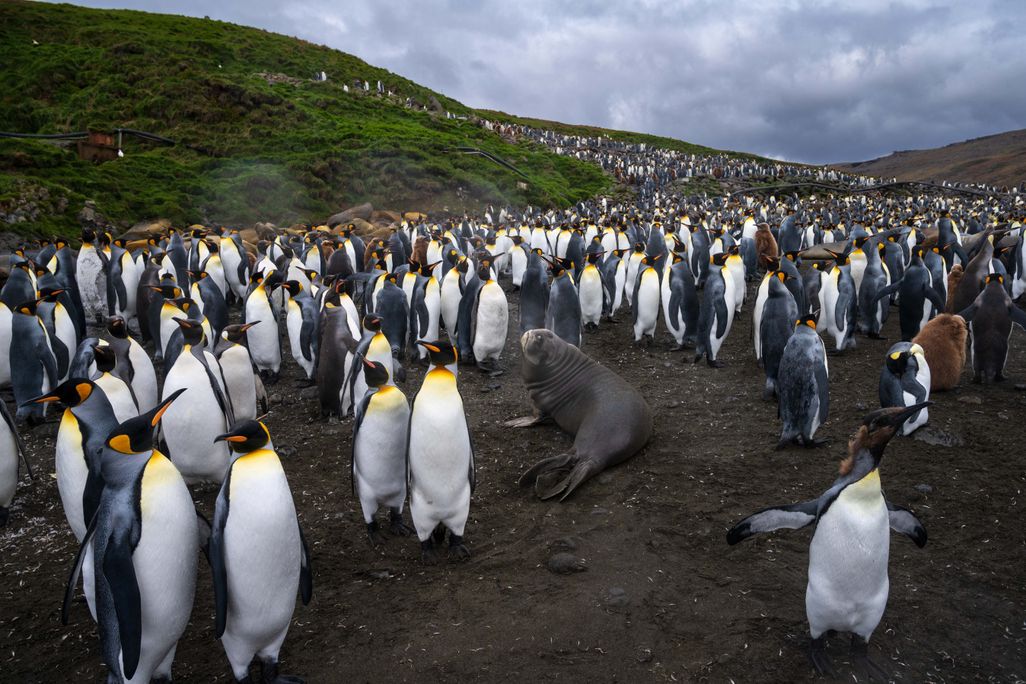 Dozens of penguins standing on the ground with a seal in the middle