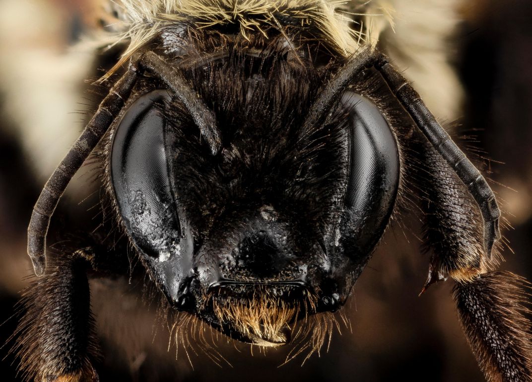 The Bee That Breaks Your Heart, Science