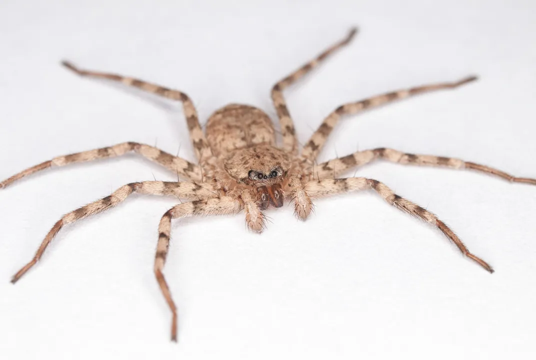 Meet the Spider With One of the Fastest Spins on the Planet ...