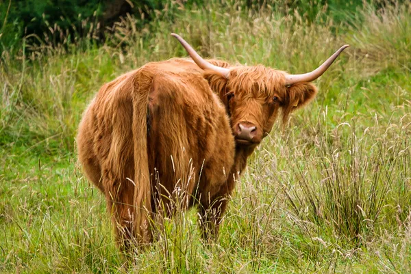 Highland Cow in a field thumbnail