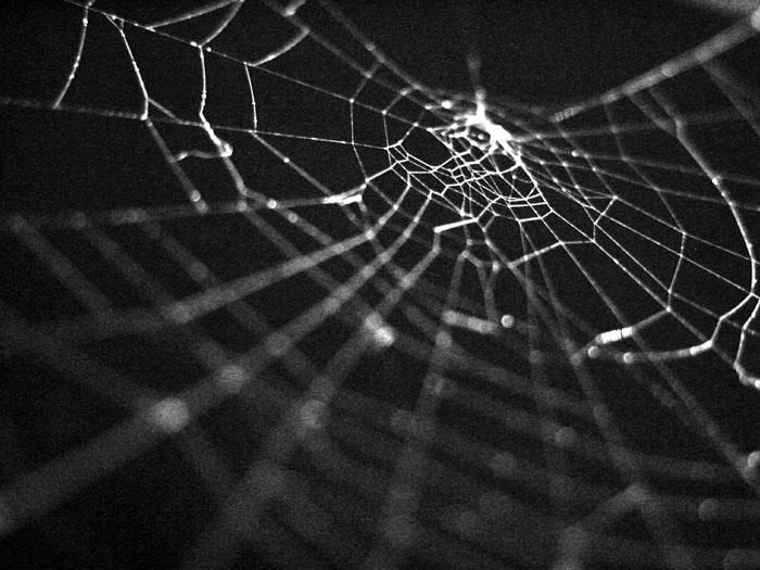 Spider Silk Is Strong Because It's Smart