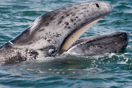 A baby gray whale surfaces in Magdalena Bay, Baja, Mexico.