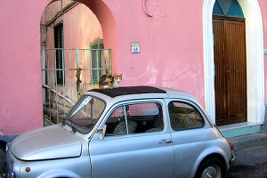 20110520102254carwithcat-300x215.jpg