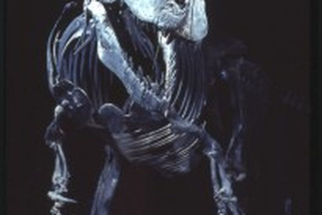 20110520083109trexfossil-205x300.jpg