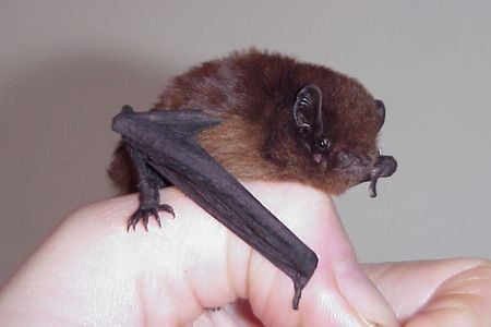 New Zealand&#39;s long-tailed bats&nbsp;are about the size of a human&nbsp;thumb and&nbsp;weigh less than a tablespoon of sugar.