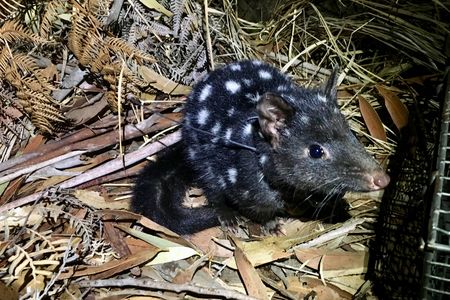 A black eastern quoll with white spots decked out with its GPS collar.