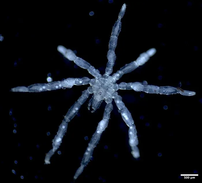 Tanystylum kiixin