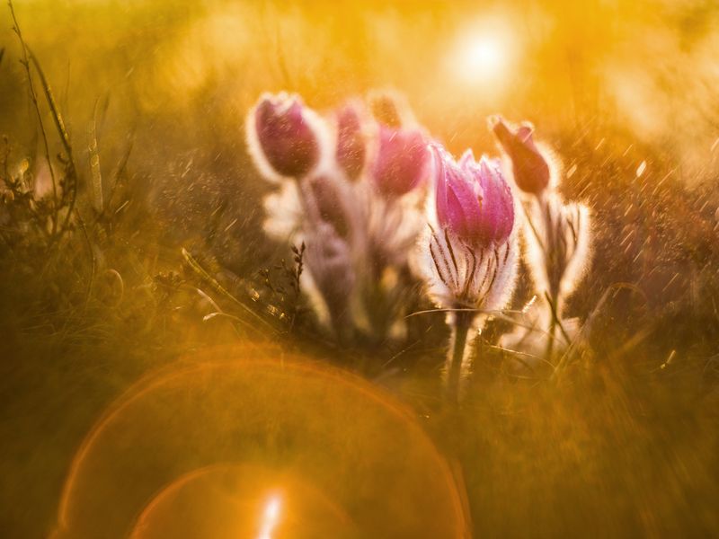 Sun bunnies Smithsonian Photo Contest Smithsonian Magazine