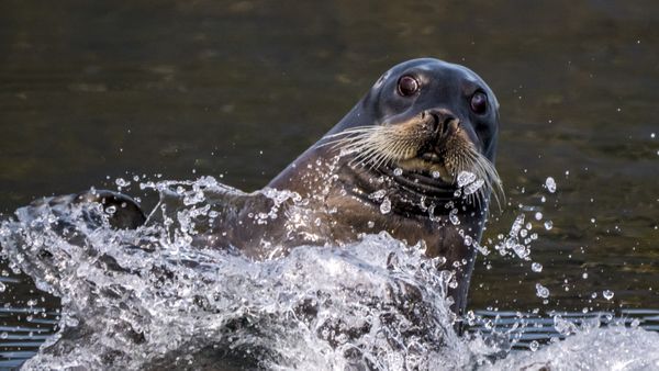 Bearded Seal in Leaf Bay thumbnail