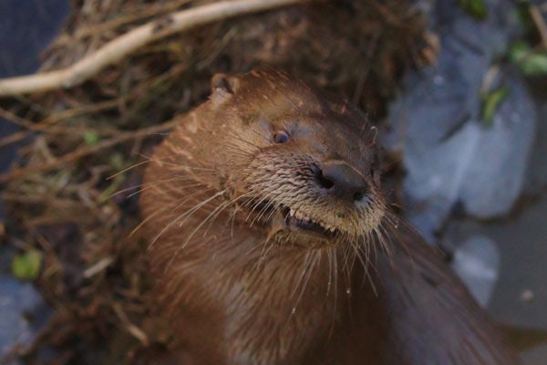 Wild river otter closeup. thumbnail