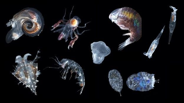 zooplankton in ocean