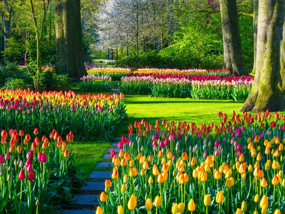 The Keukenhof Floral Park in Lisse, The Netherlands.