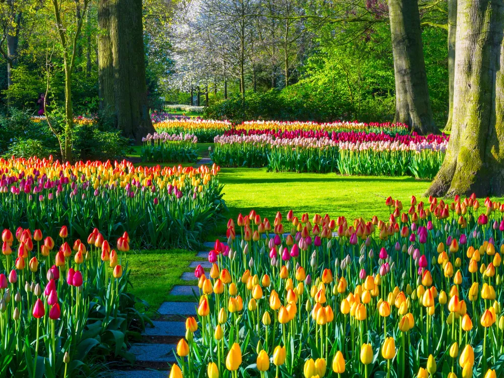 flower tulip garden