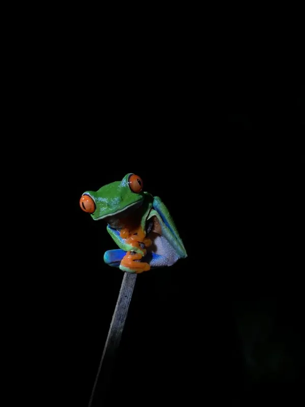 Night Watchman thumbnail