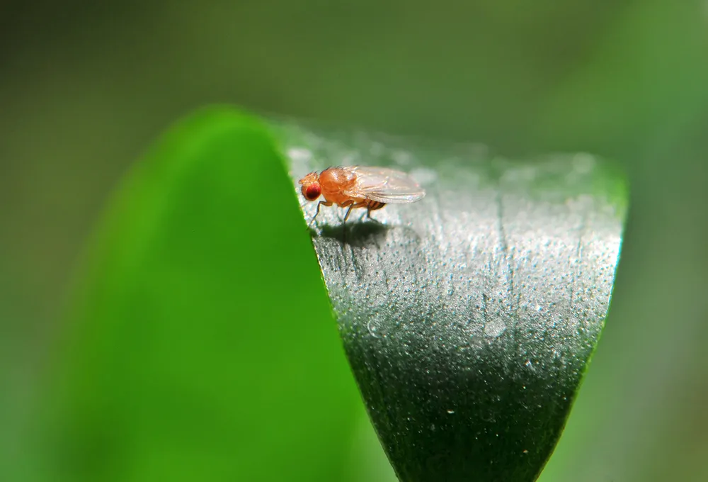 Fruit Fly on Leaf