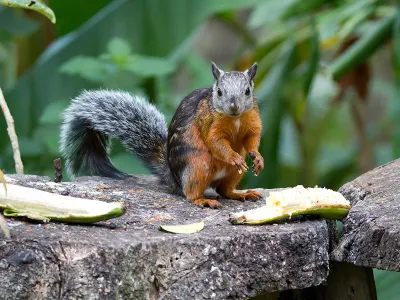 Variegated squirrels, like the one pictured above in Costa Rica, may carry a virus that causes encephalitis in humans. 