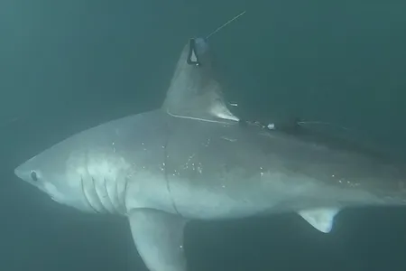 The doomed porbeagle shark, just after being tagged and released by researchers in 2020.