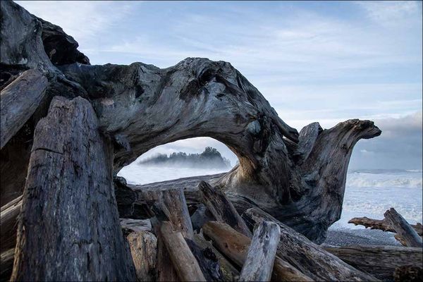 A pane of sea-worn logs thumbnail