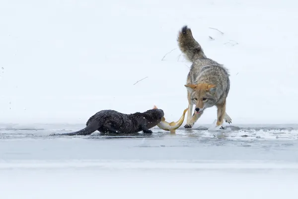 Coyote seizing a Utah sucker fish from a family of river otters -2 thumbnail