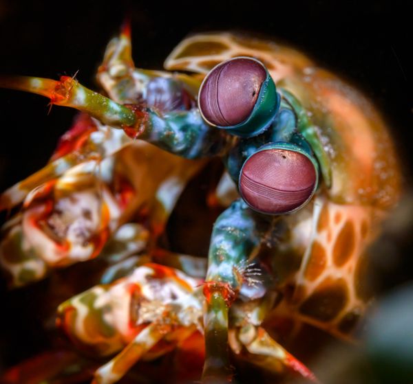 Mantis shrimp in a hole thumbnail