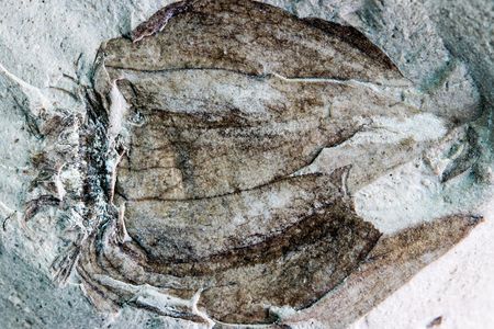 The new fossil groundcherry Physalis infinemundi from Laguna del Hunco in Patagonia, Argentina, 52 million years old. This specimen displays the characteristic papery, lobed husk and details of the venation.