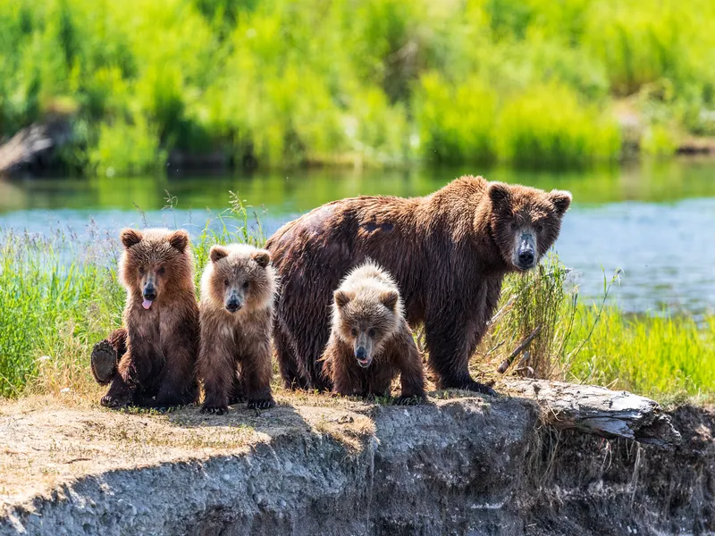 A Brown Bear Family of Mother and Three Cubs Pose for the Camera like a ...