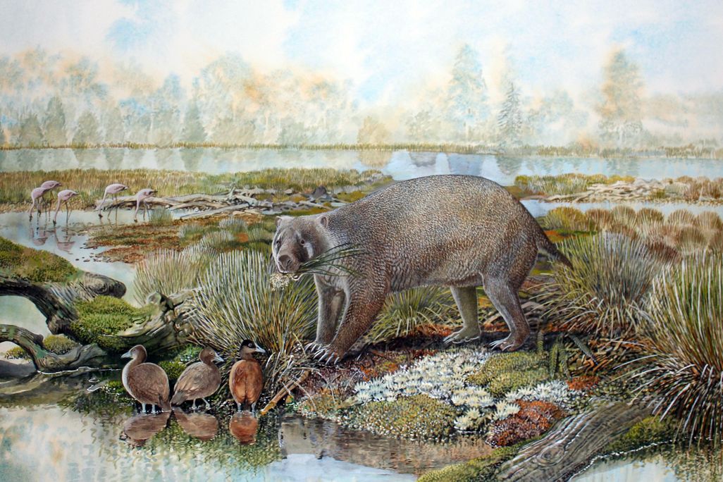 Extinct wombat cousin