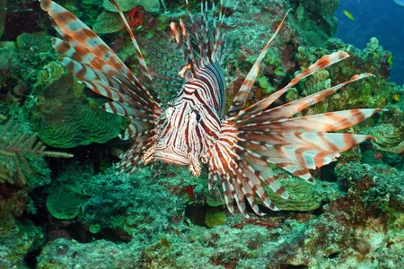 A lionfish with elongated spines and red and white stripes swims through a reef.