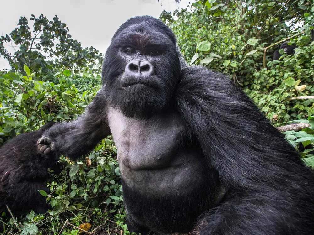 Can a Gorilla Really Get Drunk From Bamboo? | Science| Smithsonian Magazine
