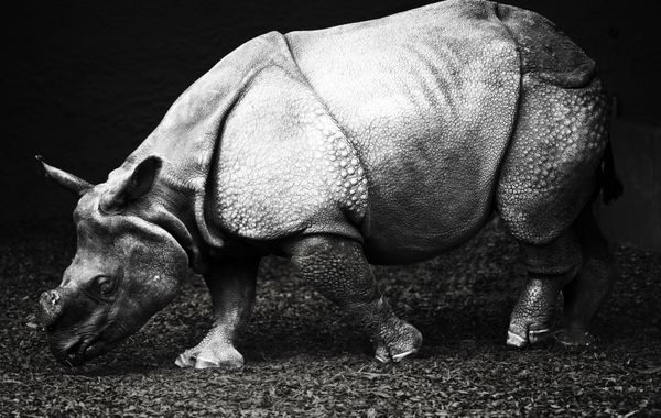 a rhino in black and white photo thumbnail