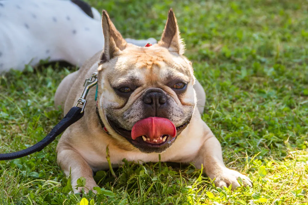 An image of of a panting french bull dog laying belly-down in the grass