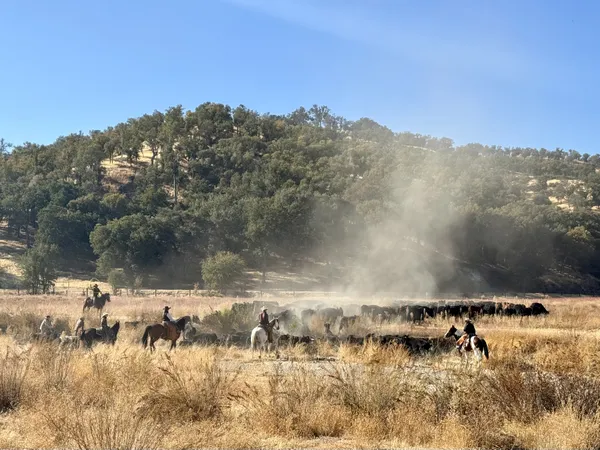 Bringing in the herd thumbnail