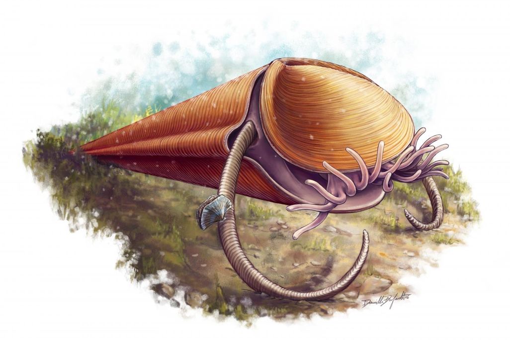 Hyolith