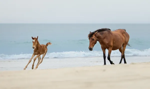 Playful Colt thumbnail