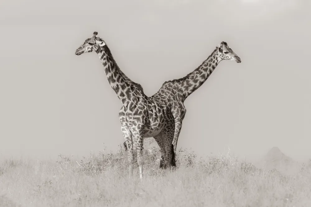 Two giraffes positioned perfectly to create the illusion of a two-headed creature.