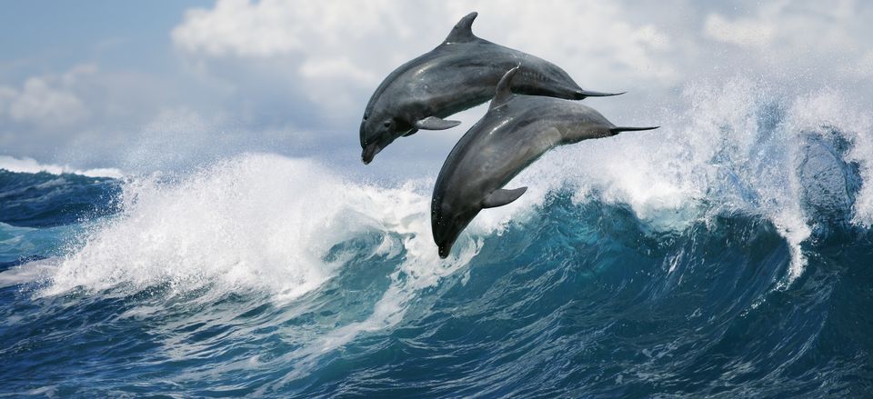  Bottlenose Dolphins 