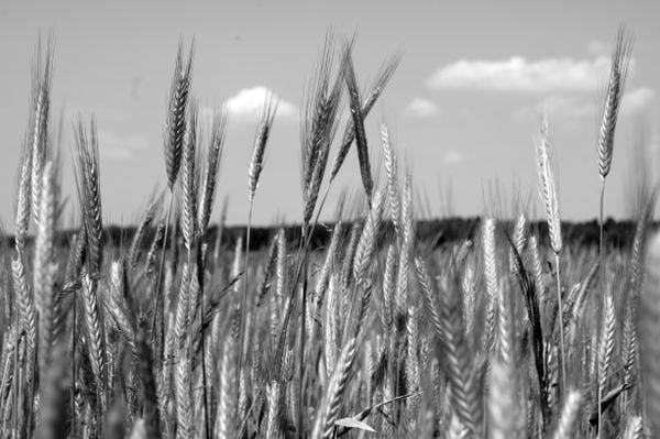 Rye in the Summer thumbnail