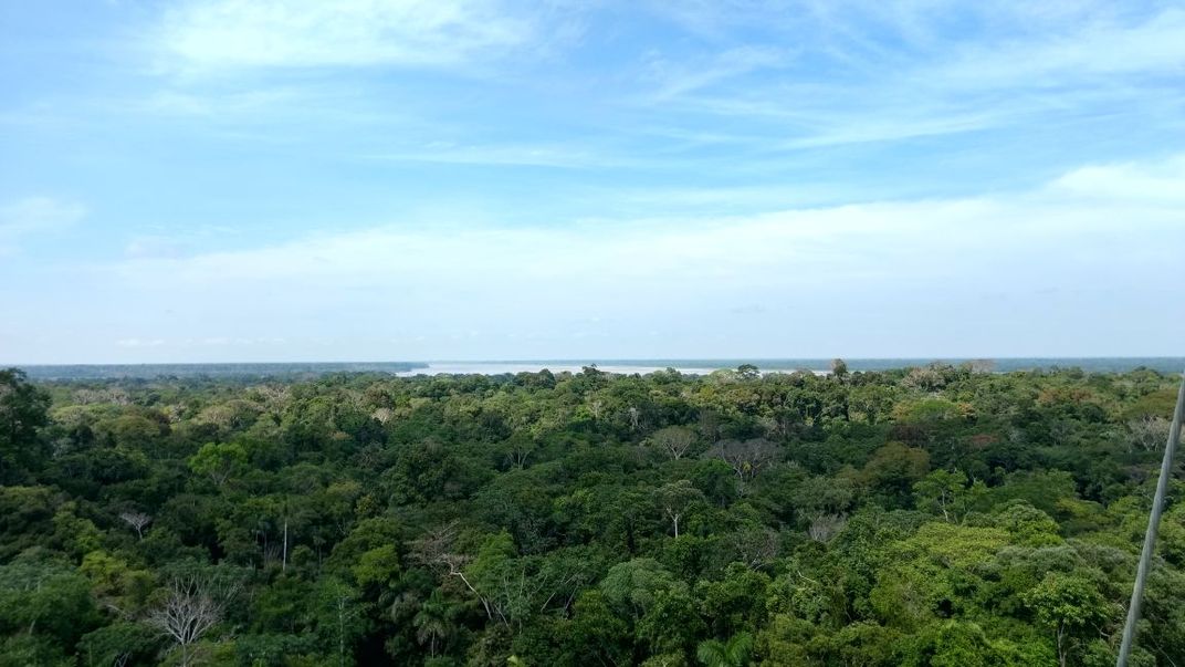 ForestGeo, Amacayacu, Colombia, forest crown and blue sky