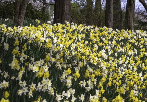 Dances with the Daffodils thumbnail