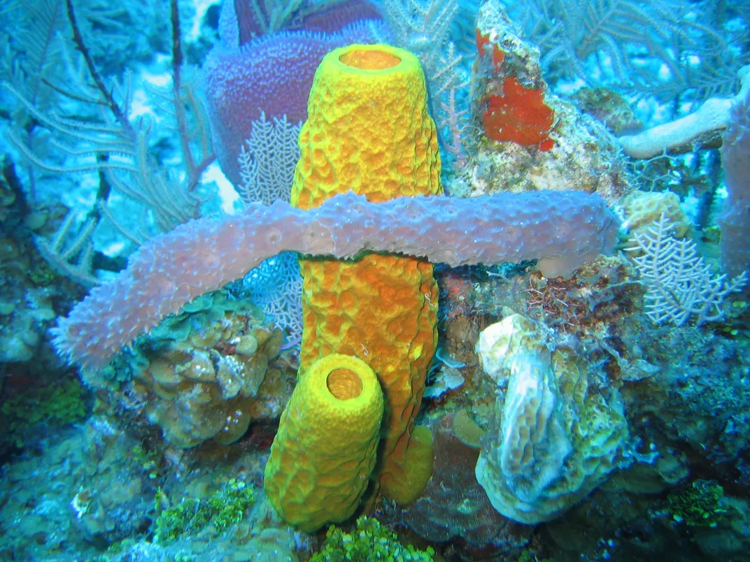 An underwater assortment of tubular sea sponges -- some yellow, purple, orange, and white.
