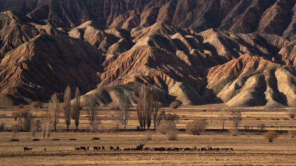 Kyrgyz Cowboy - The Herd thumbnail