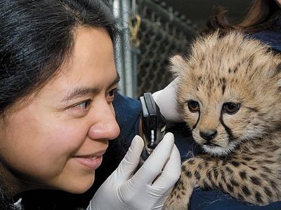 A veterinarian examines a cheetah cub at the Smithsonian Conservation Biology Institute.
